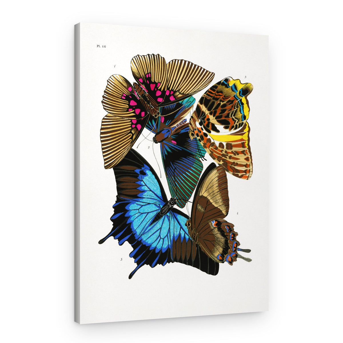 Butterflies 4 – Canvas Print