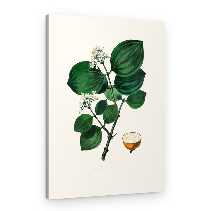 Poison Nu (strychnos Nux Vomica) Medical Botany – Canvas Print