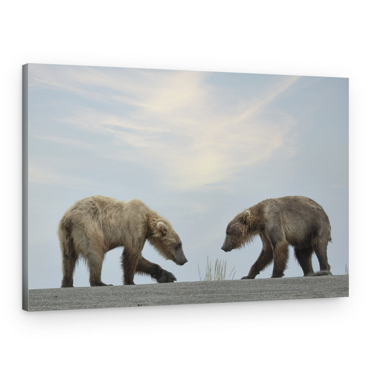 Wild Bear Encounter – Canvas Print