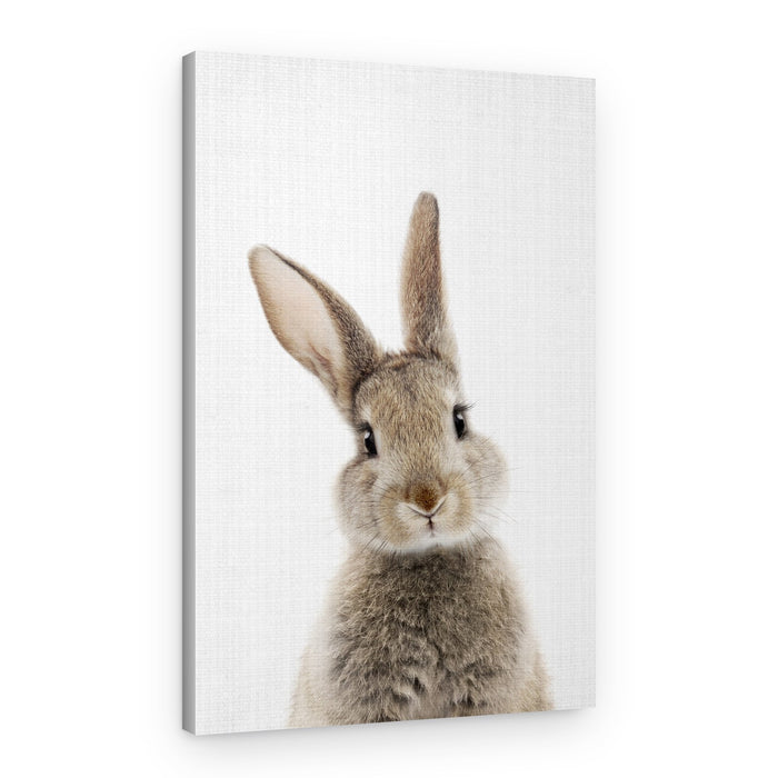 Peekaboo Bunny – Canvas Print