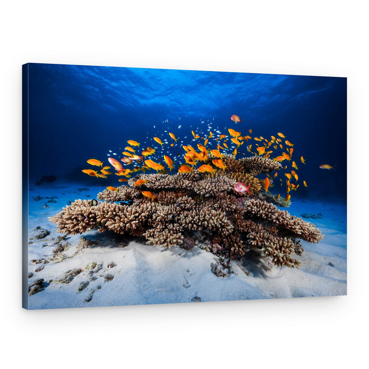 Schooling Orange Fish – Canvas Print