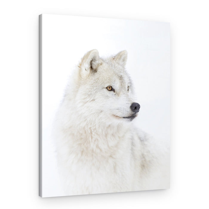Majestic Arctic Wolf – Canvas Print