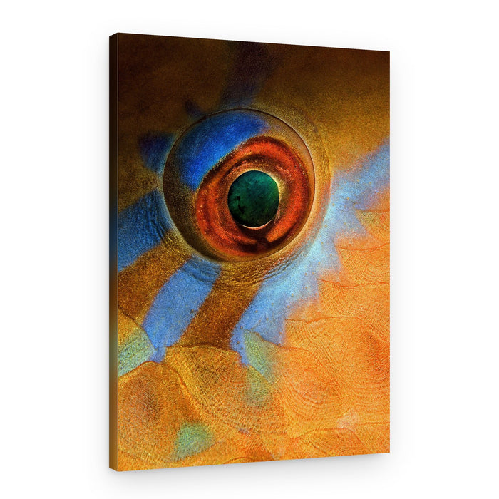 Vibrant Fish Eye – Canvas Print