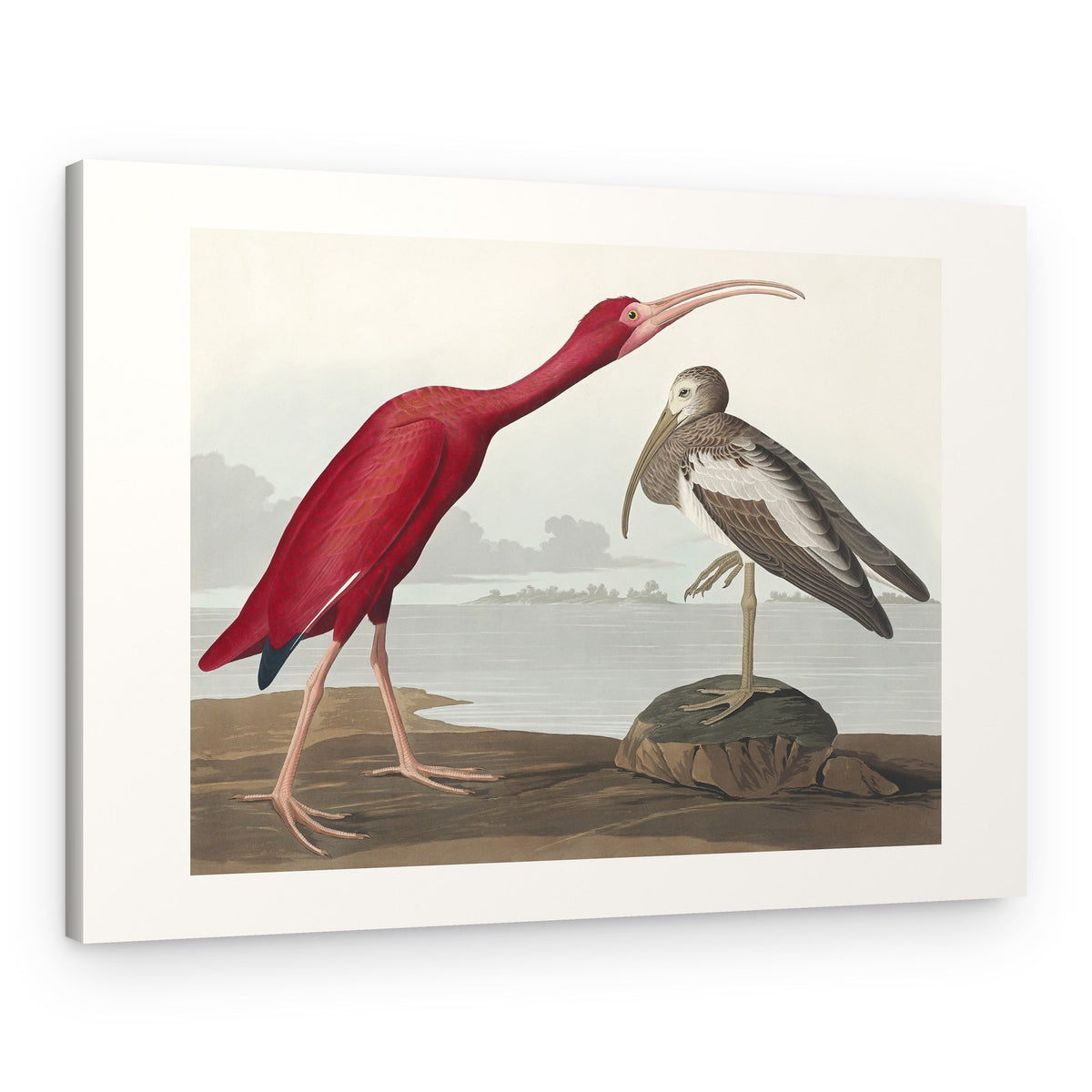 Scarlet Ibis From Birds of America (1827) – Canvas Print