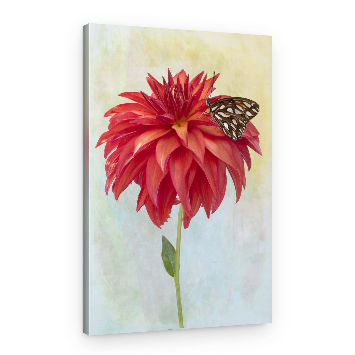 Butterfly on Red Dahlia – Canvas Print