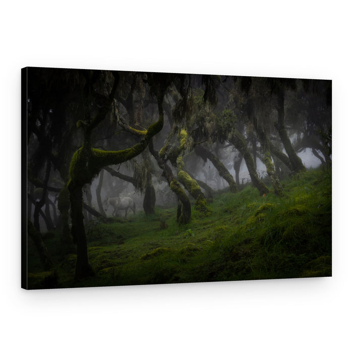 Misty Forest Horse – Canvas Print
