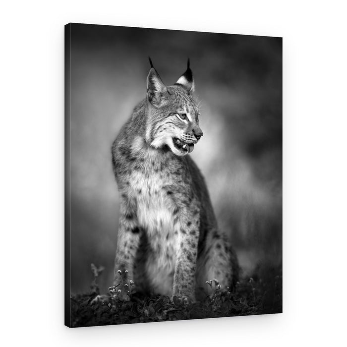 Majestic Wild Lynx – Canvas Print