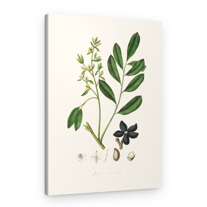 Lualsia Simarula Medical Botany – Canvas Print