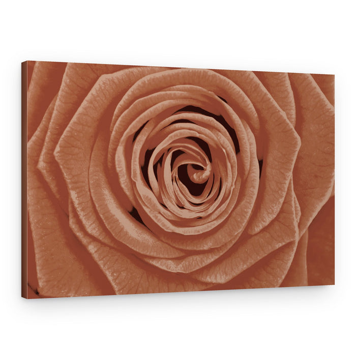 Terracotta Rose Detail – Canvas Print