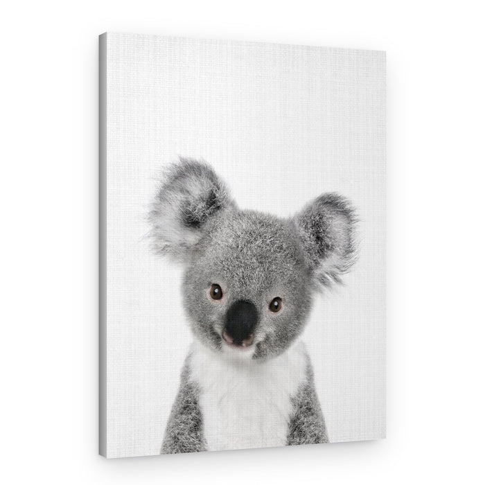 Cute Baby Koala – Canvas Print