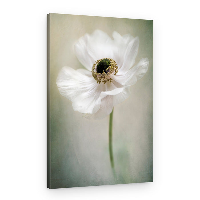 Ethereal White Anemone – Canvas Print