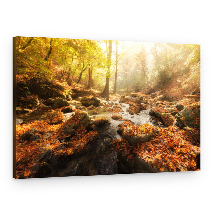 Golden Autumn Stream – Canvas Print