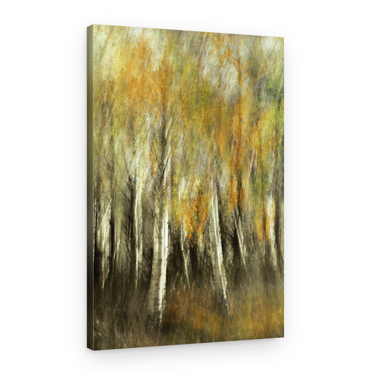 Blurred Autumn Birches – Canvas Print