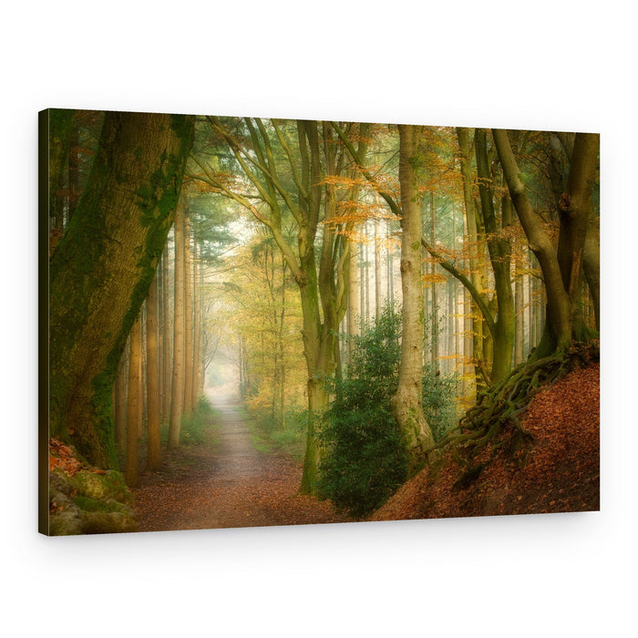 Misty Autumn Path – Canvas Print