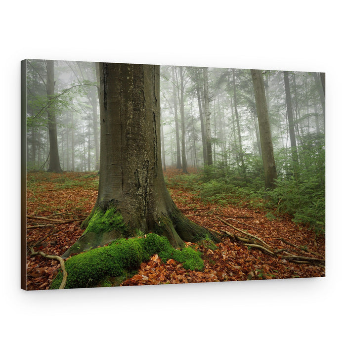 Misty Forest Floor – Canvas Print