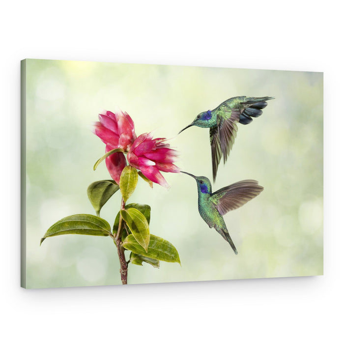 Two Hummingbirds Feeding – Canvas Print
