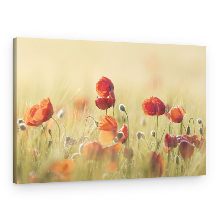 Sunlit Poppy Meadow – Canvas Print