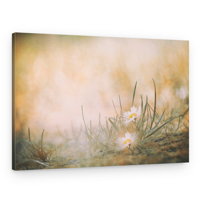 Peaceful Meadow Daisies – Canvas Print