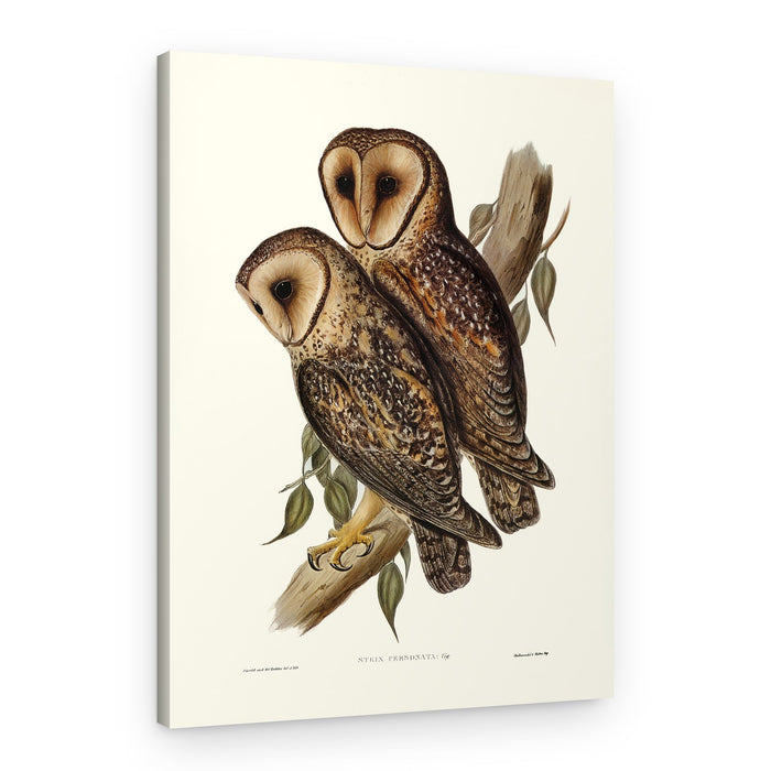Masked Barn Owl – Canvas Print