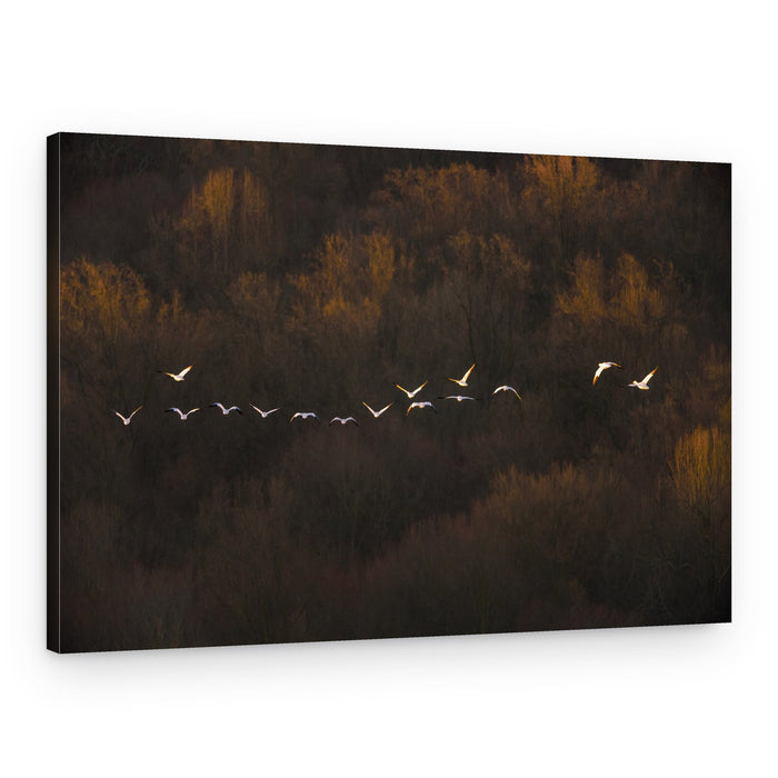 Birds Over Golden Forest – Canvas Print