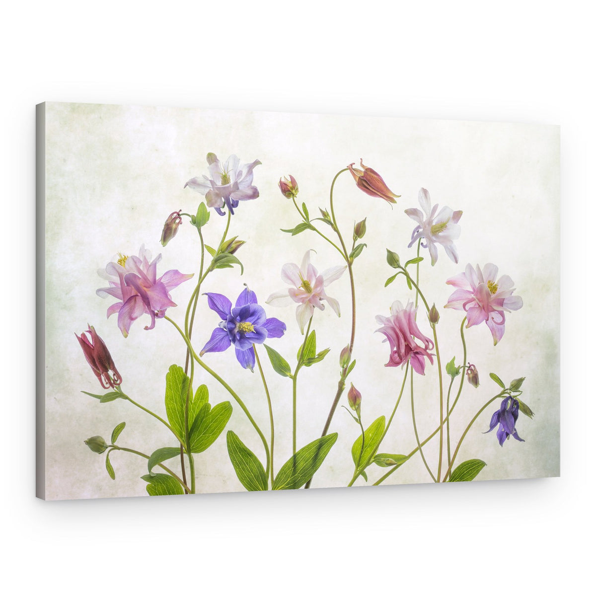 Columbine – Canvas Print
