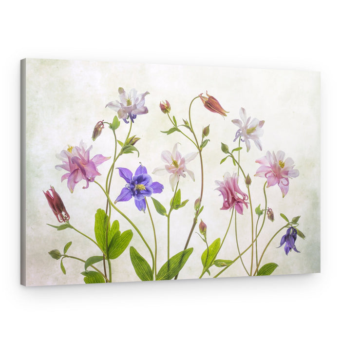 Columbine – Canvas Print