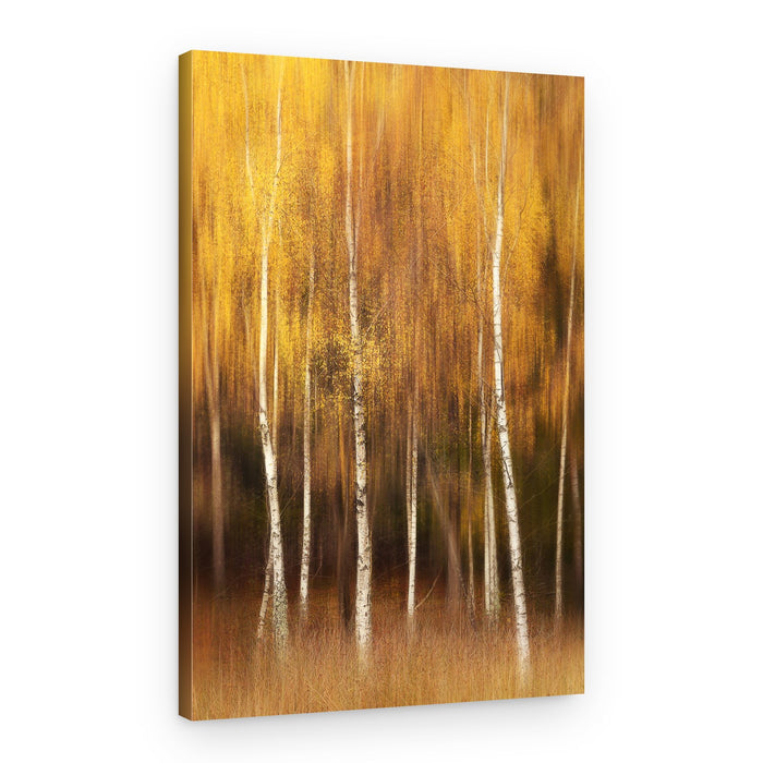 Golden Birch Forest – Canvas Print