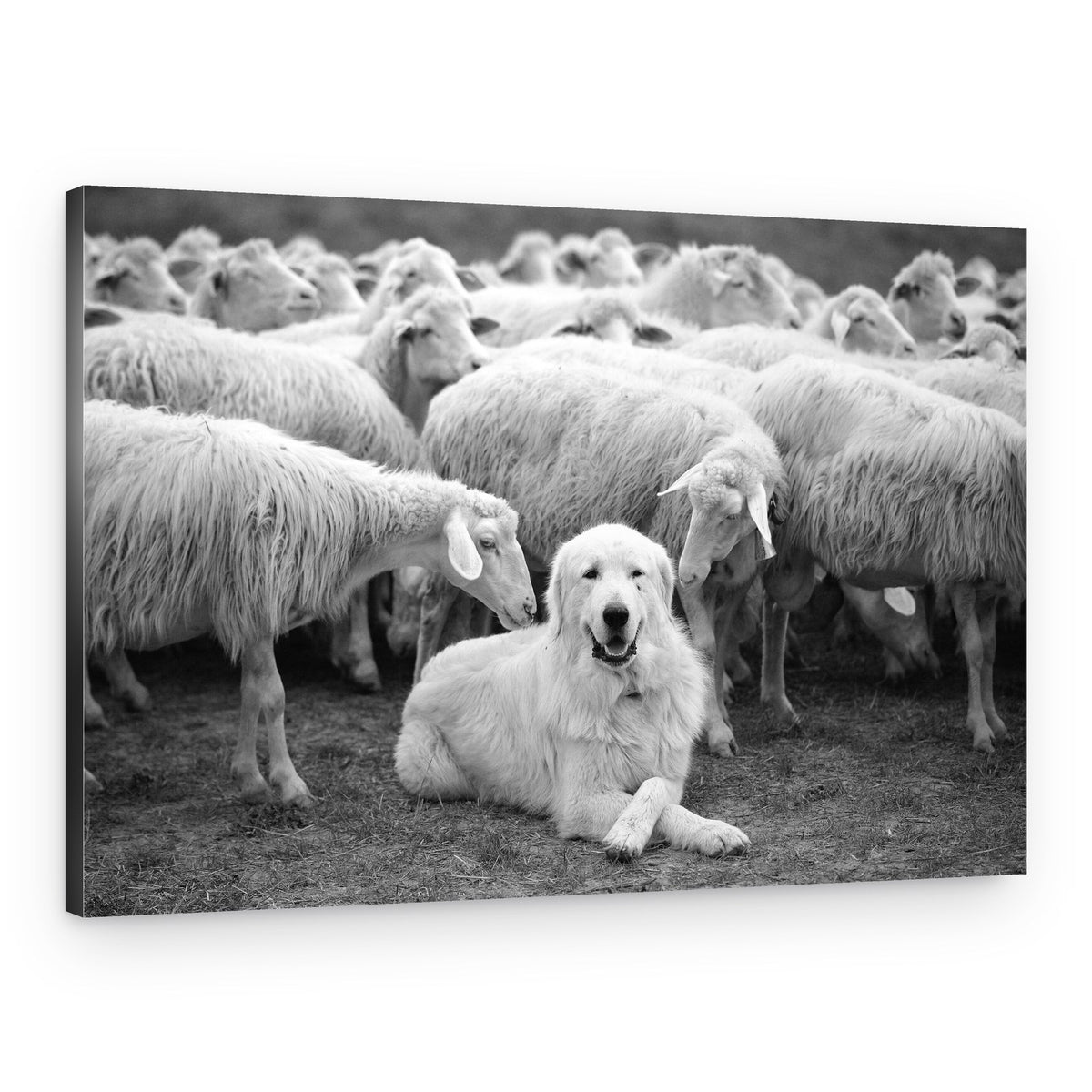 Smiling Sheepdog Among Sheep – Canvas Print
