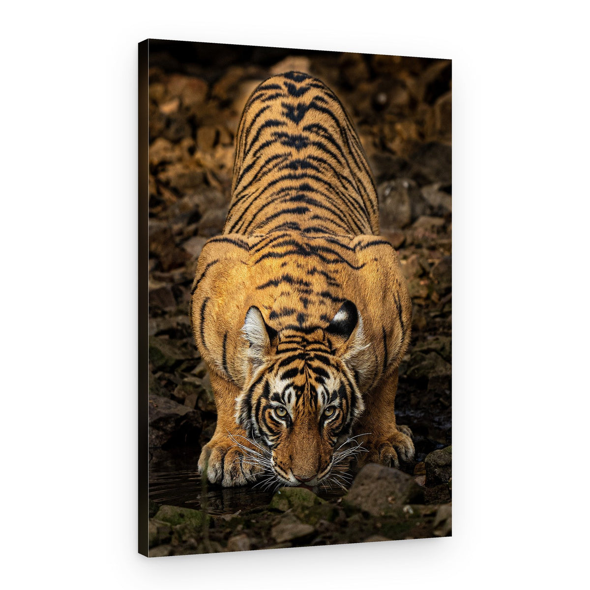 Wild Tiger Drinking – Canvas Print