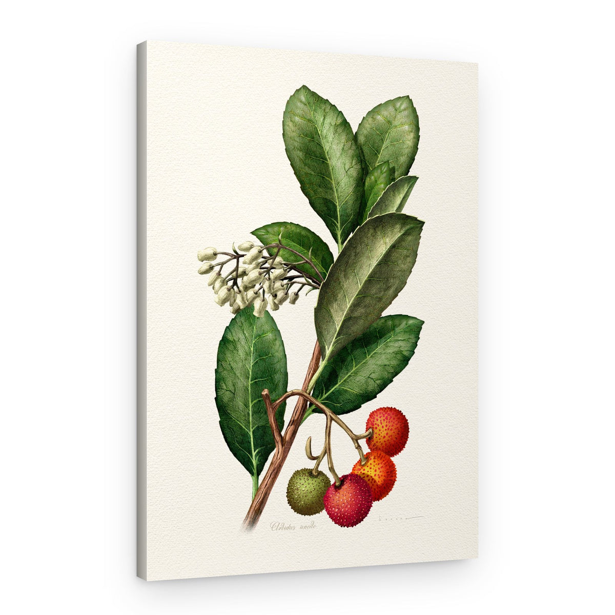 Vintage Strawberry Tree – Canvas Print