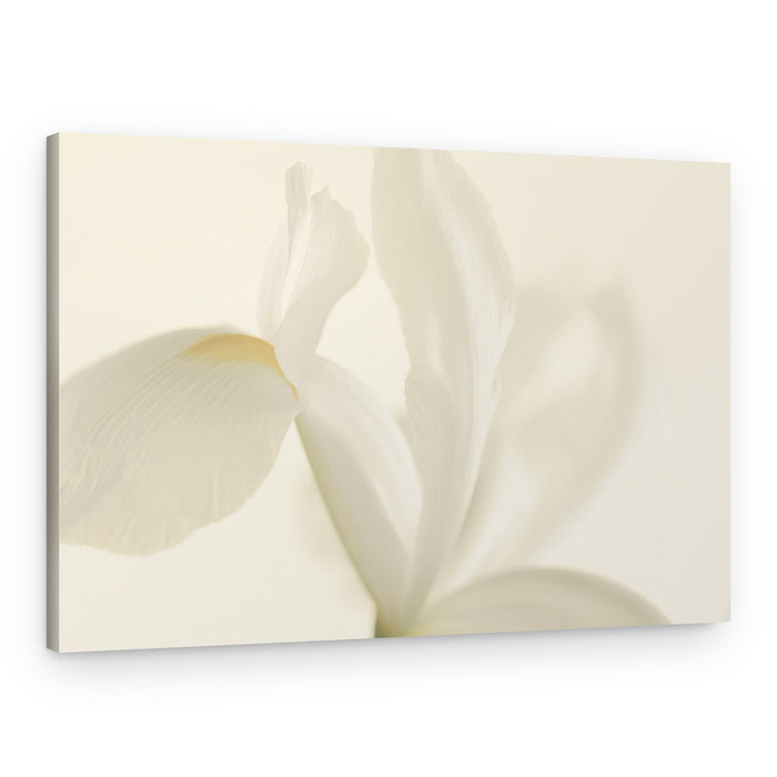 Soft White Iris Bloom – Canvas Print