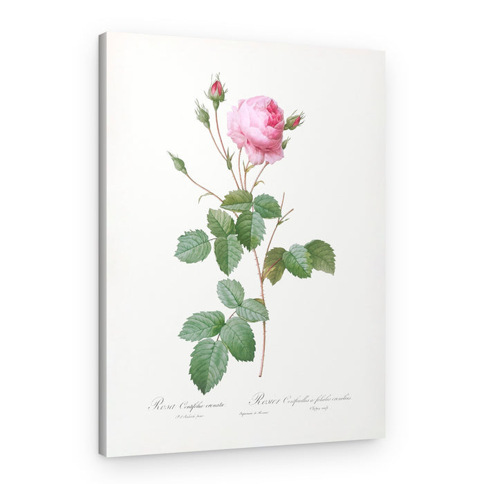 Crenate Leaved Cabbage Rose, Les Roses (1817–1824) – Canvas Print