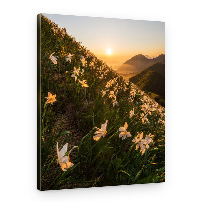 Golden Hour Mountain Blooms – Canvas Print