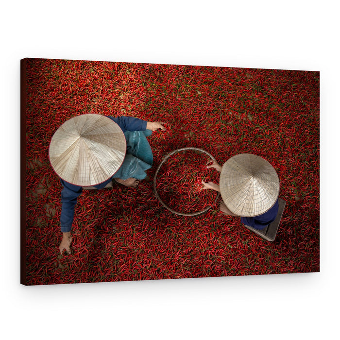Red Chili Harvest – Canvas Print