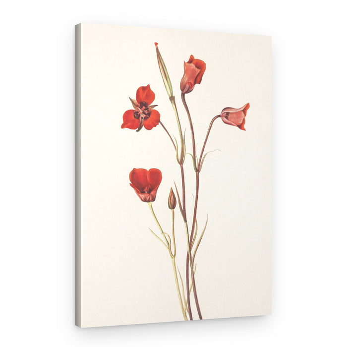 Scarlet Mariposa From North American Wildflowers (1925) By Mary Vaux Walcott – Canvas Print