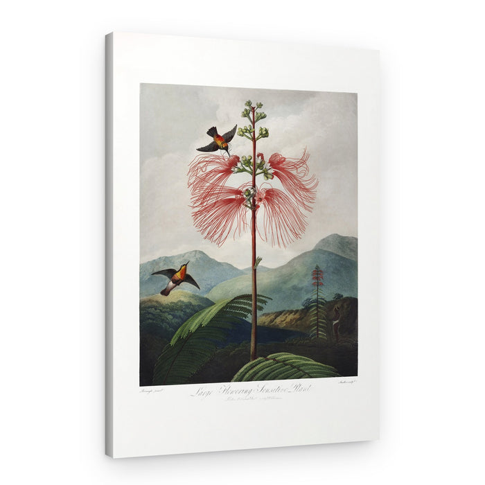 Large–Flowering Sensitive Plant from The Temple of Flora (1807) – Canvas Print