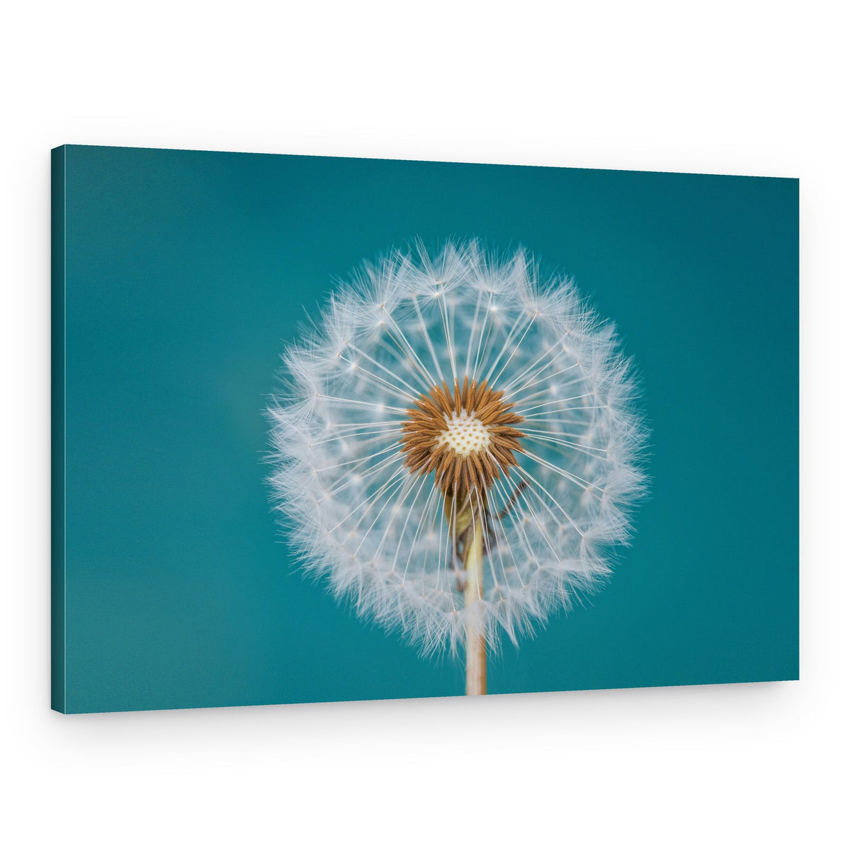 Fluffy Dandelion Wish – Canvas Print