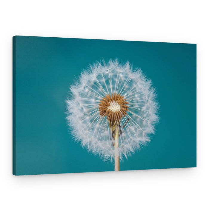 Fluffy Dandelion Wish – Canvas Print