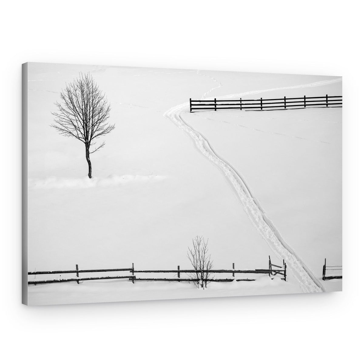 Winter Path and Tree – Canvas Print