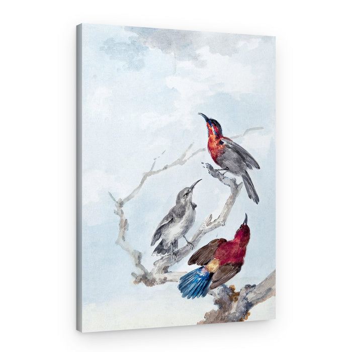 Three Crimson Sunbirds – Canvas Print