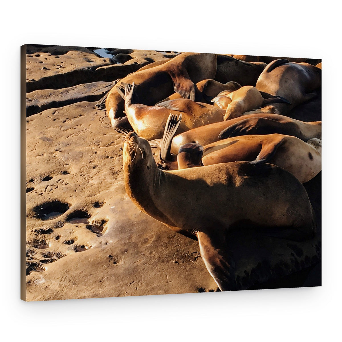 Coastal Sea Lions Basking – Canvas Print
