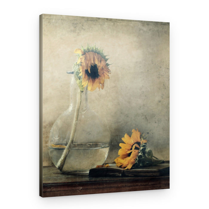 Golden Fading Sunflowers – Canvas Print