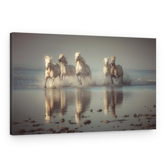 Wild White Horses Running – Canvas Print