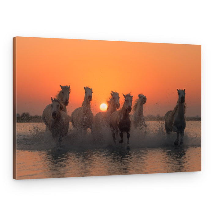 Wild Horses Golden Sunset – Canvas Print