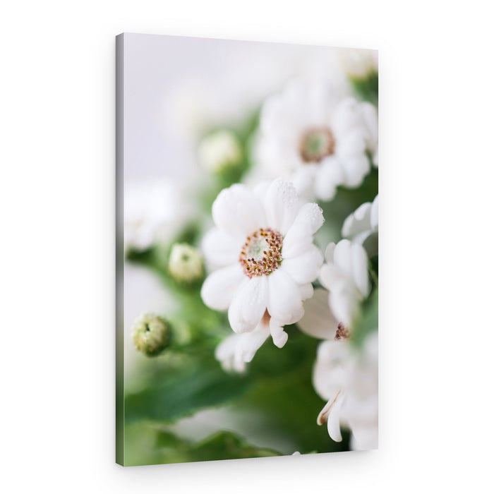 Delicate White Blooms – Canvas Print
