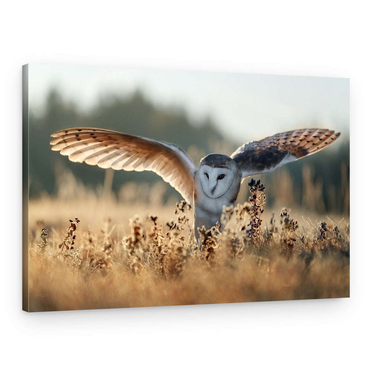 Barn Owl Flight – Canvas Print