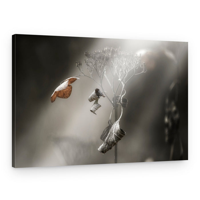 Misty Dried Leaves – Canvas Print