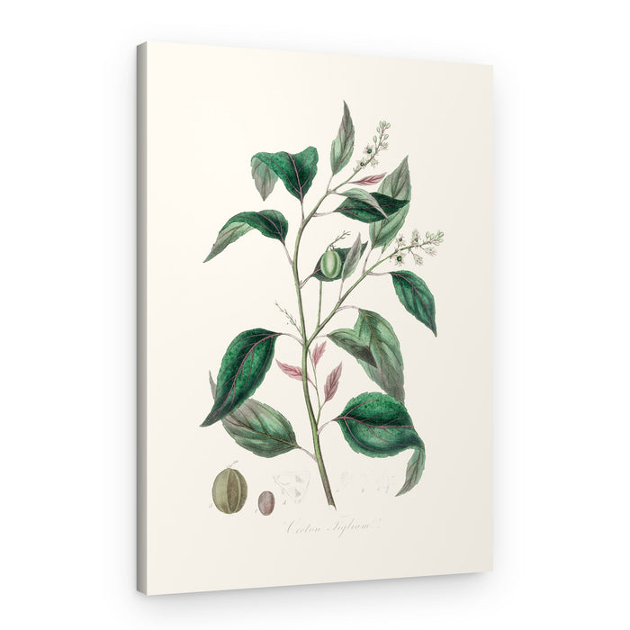 Purging Croton (croton Tiglium) Medical Botany – Canvas Print