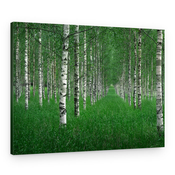 Birch Forest Path – Canvas Print