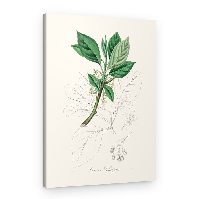 Sassafras (laurus Sassafras) Medical Botany – Canvas Print